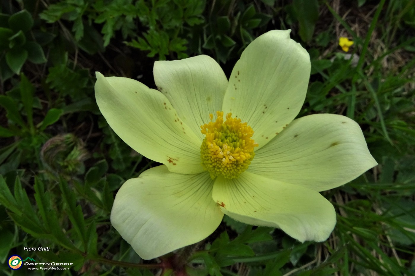 49 Pulsatilla alpina sulfurea.JPG